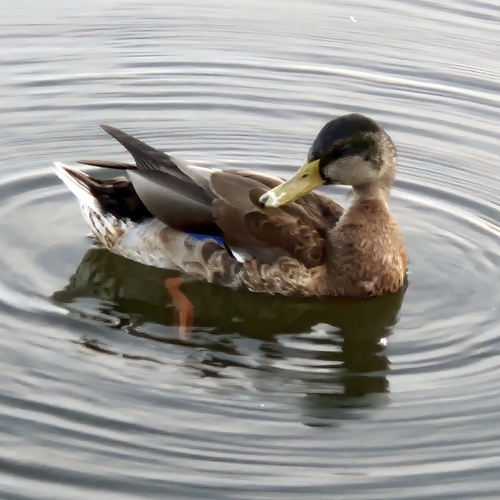 Mallard