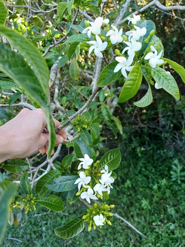 Tabernaemontana catharinensis