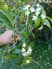 Tabernaemontana catharinensis