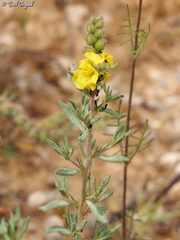Helianthemum stipulatum