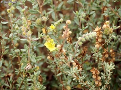 Helianthemum stipulatum