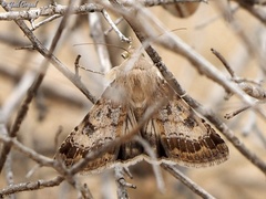 Heliothis nubigera