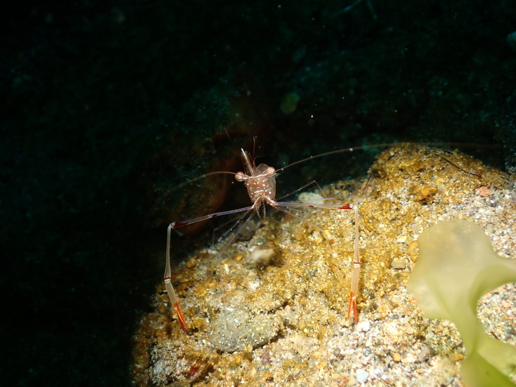 Glass shrimp