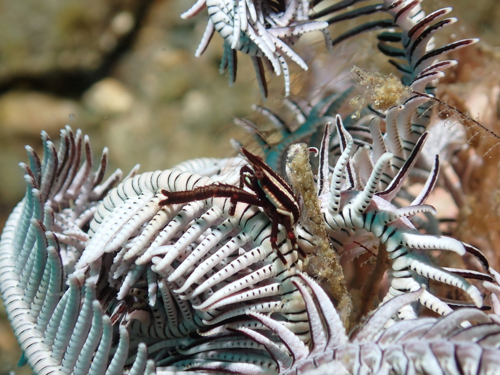 Elegant Squat Lobster