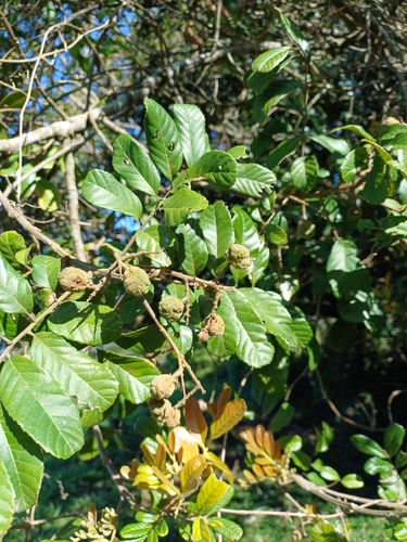 Cupania vernalis, photograph 2
