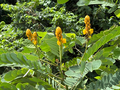 Senna reticulata