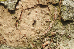 Lasius japonicus