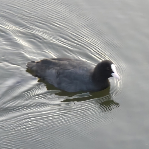 Eurasian Coot