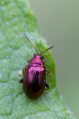 Crepidodera fulvicornis