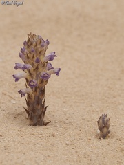 Orobanche cernua