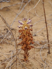 Orobanche cernua
