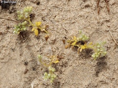 Polycarpon succulentum