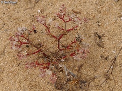 Polycarpon succulentum