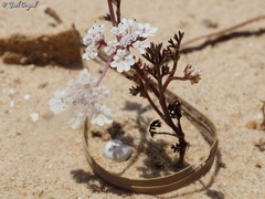 Daucus pumilus