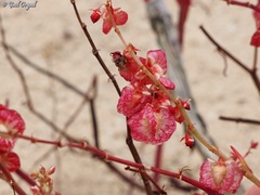 Rumex pictus
