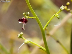 Scrophularia hypericifolia