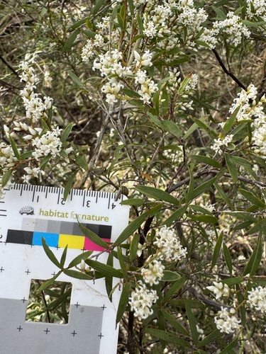 Leucopogon pimeleoides observed 2026-08-24