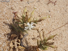 Silene succulenta