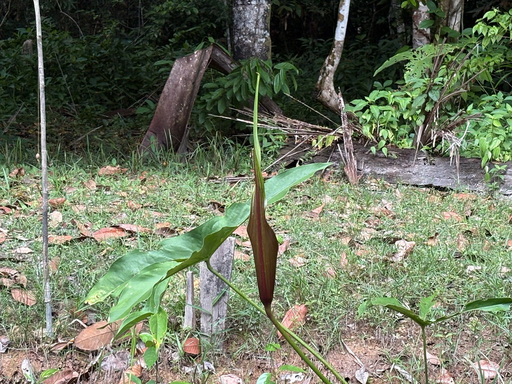 Urospatha sagittifolia; photograph (c) KATELL UGUEN, some rights reserved (CC BY-SA)
