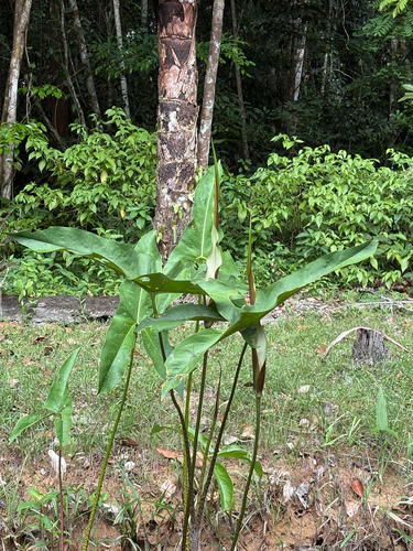 Urospatha sagittifolia