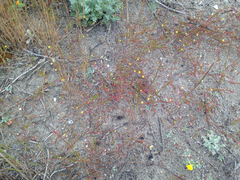 Camissonia strigulosa