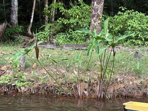 Urospatha sagittifolia, photograph 2