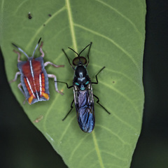 Eudmeta marginata
