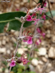 Teucrium divaricatum