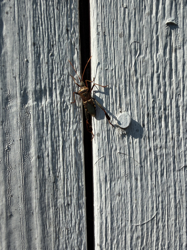 Western Leaf-footed Bug
