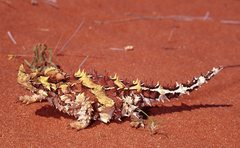 Moloch horridus