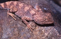 Tympanocryptis intima