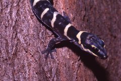 Oedura cincta