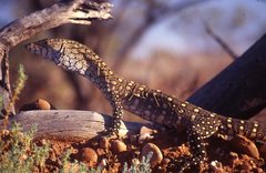 Varanus giganteus