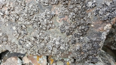 Umbilicaria virginis