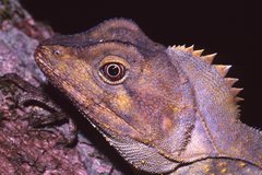 Lophosaurus spinipes