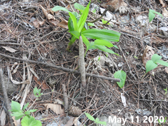 Arisaema amurense