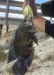 Astronotus ocellatus
