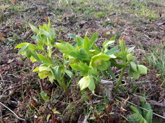 Helleborus odorus