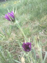 Tragopogon porrifolius