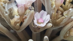 Claytonia exigua