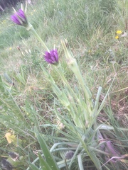Tragopogon porrifolius