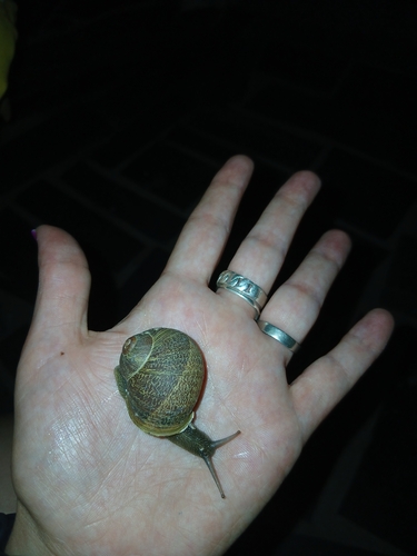 Garden Snail