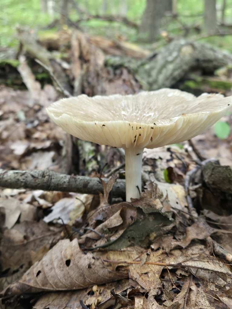 Eastern American Platterful Mushroom · August 2026 · photo: Photo: (c) Mary Grim, some rights reserved (CC BY) · iNaturalist