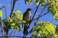 Turdus pilaris