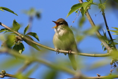 Acrocephalus dumetorum