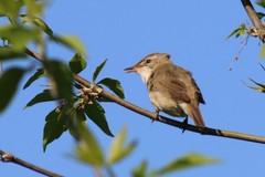 Acrocephalus dumetorum