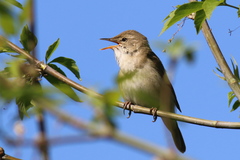 Acrocephalus dumetorum