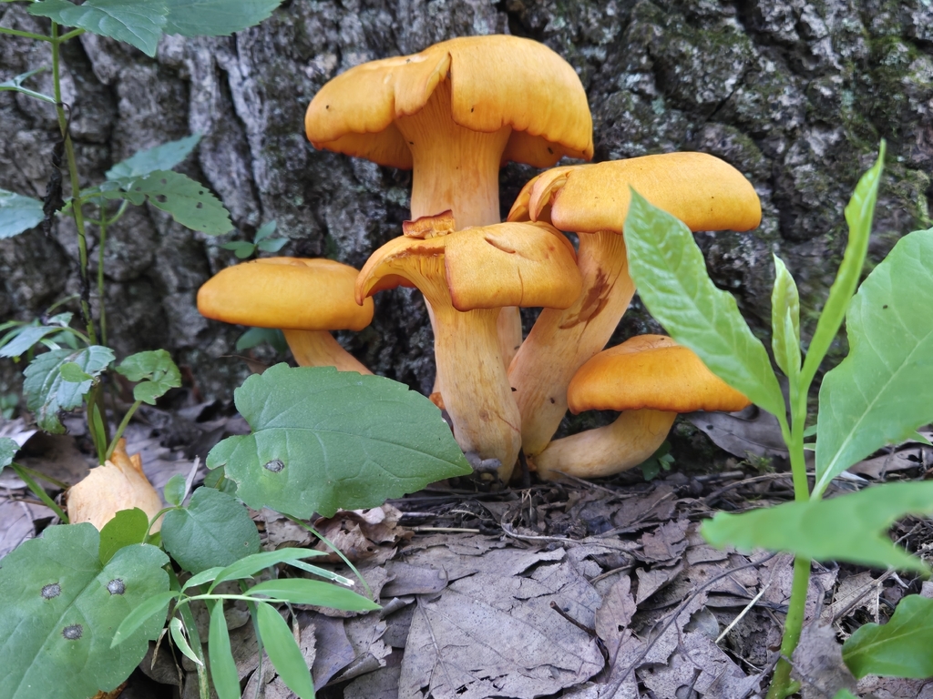 Eastern American jack-o'-lantern · August 2026 · photo: Photo: (c) Mary Grim, some rights reserved (CC BY) · iNaturalist