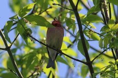 Carpodacus erythrinus