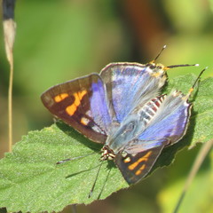 Cigaritis natalensis